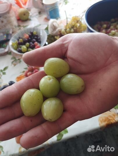 Черенки и саженцы винограда