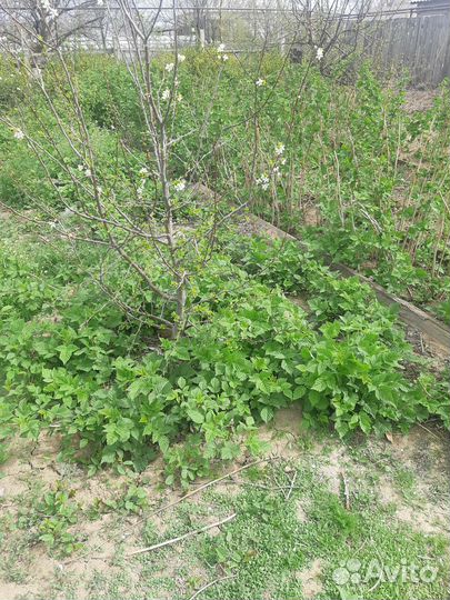 Ремонтантная малина