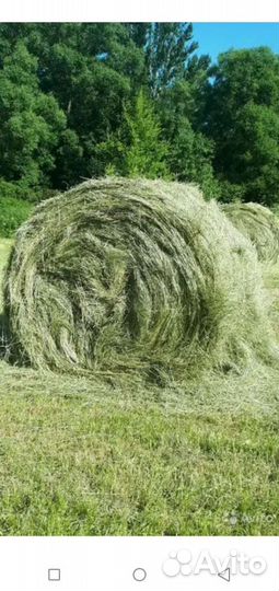 Корма для животных