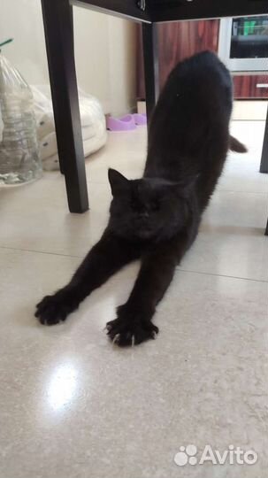 Кошка в добрые ручки