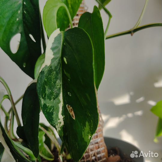 Филодендрон Эпипремнум