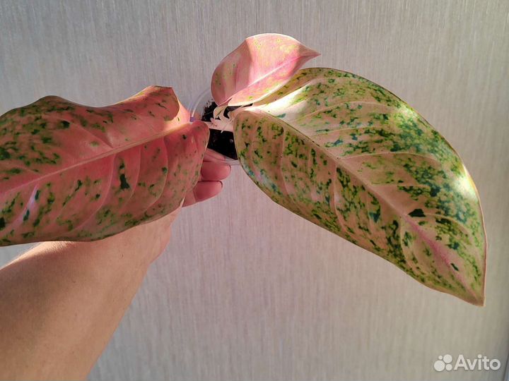 Аглаонемы, экзотические цветы