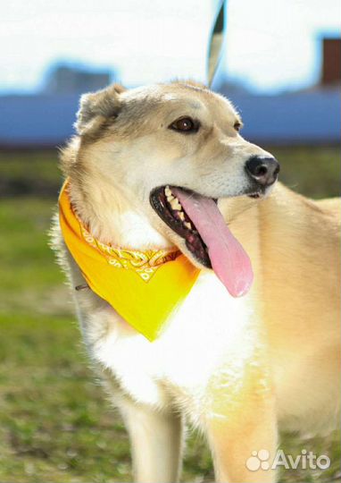 Добрая, нежная,ранимая Баунти ждёт своего человека