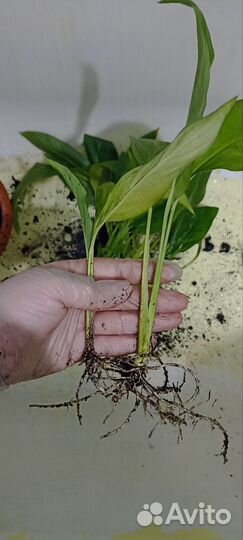 Спатифиллум