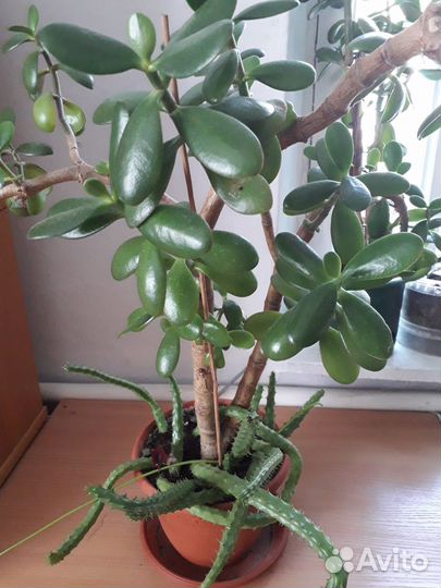 Толстянка с гуерией цветущей