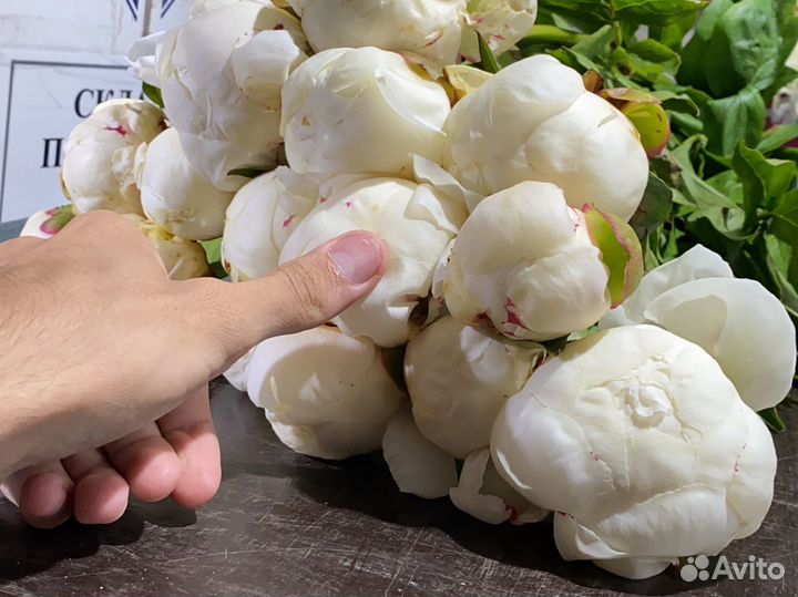 Доставка Пионов 25 пионов 51 пионов Букет пионы