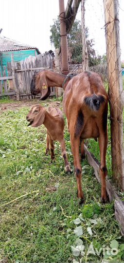 Англонубийские козы