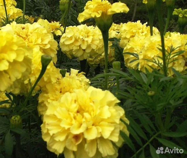 Рассада бархатцы