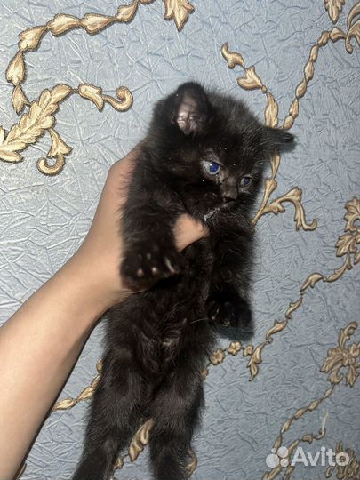 Британские котята