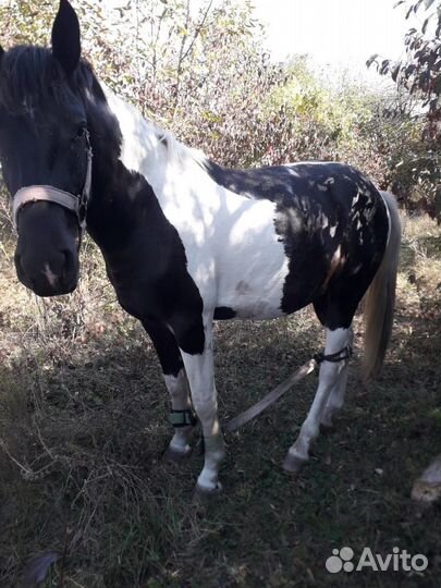 Лошадь жеребец