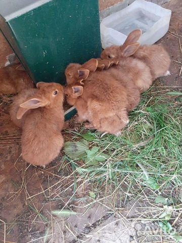 Кролики новозеландской породы объявление продам