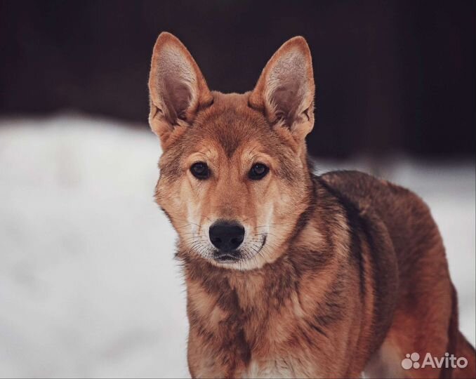 Щенок инвалид
