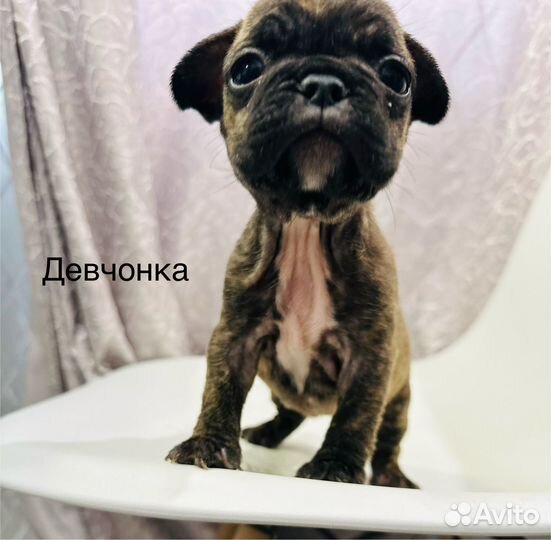 Французский бульдог