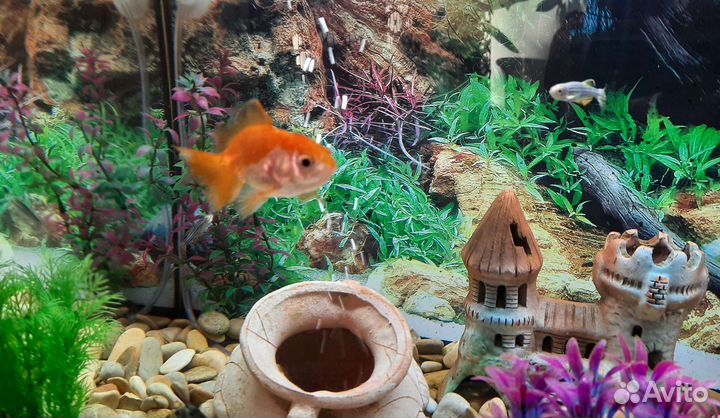 Аквариум с рыбками и полное оборудование