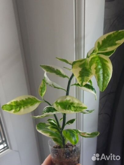 Пиделантус