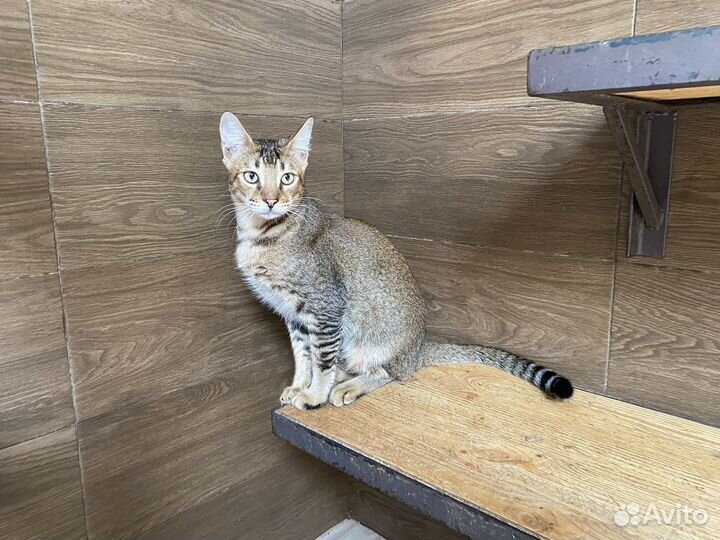 Чаузи котята разные