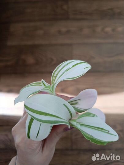 Традесканция альба