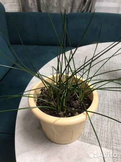 Комнатный растения