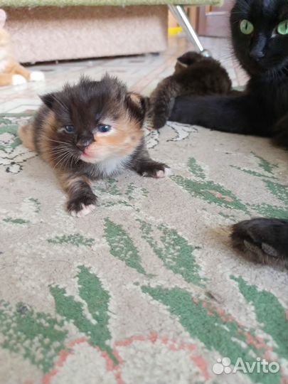 Котёнок девочка