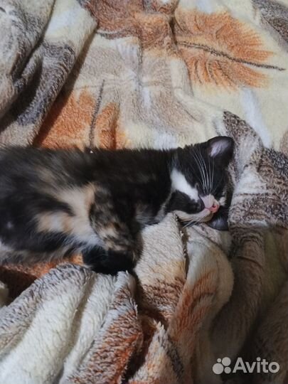 Котята в добрые руки бесплатно