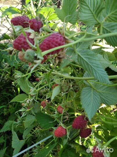 Малина, малина дерево саженцы