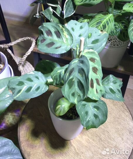 Комнатные растения