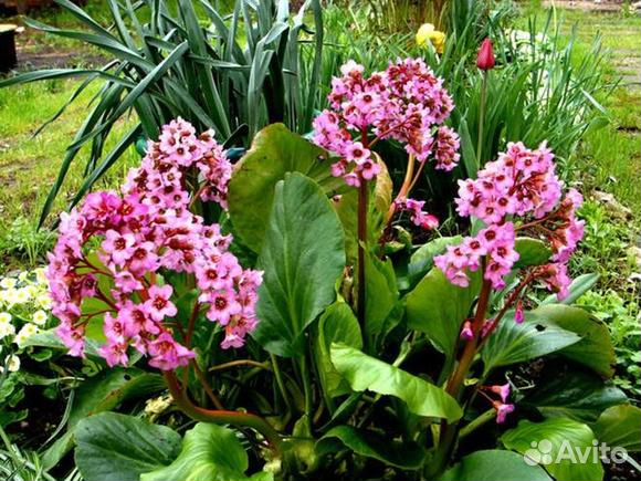 Седум, бадан, купена садовые многолетники