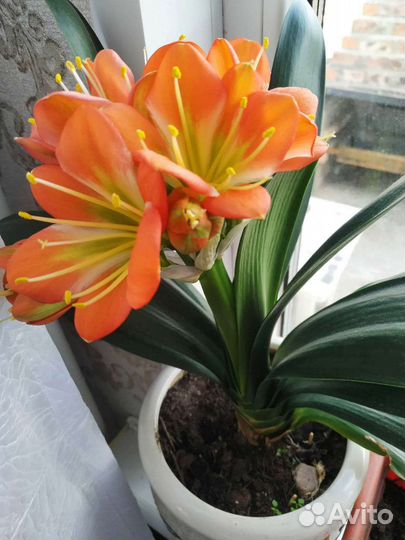 Комнатные цветы кливия