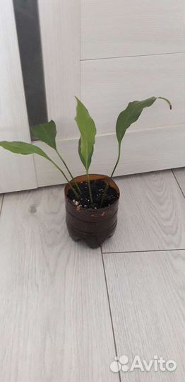 Спатифиллум