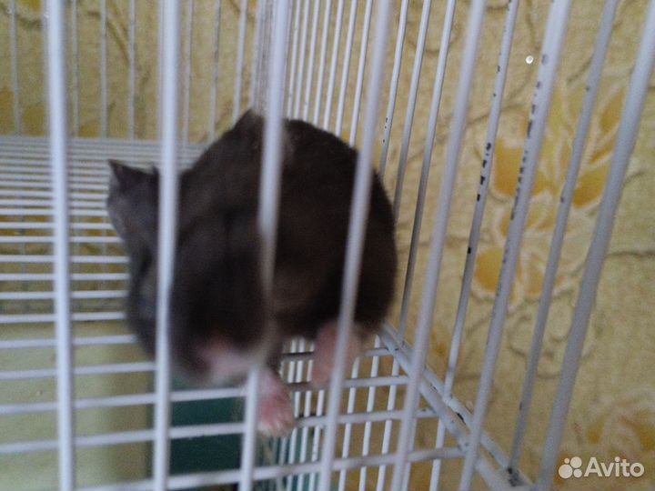 Продам мышат