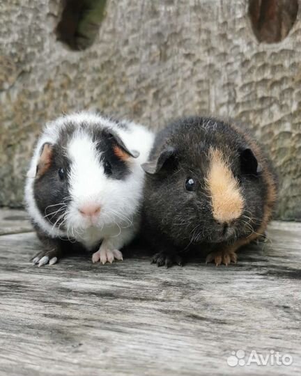 Морские свинки, американский тедди