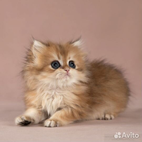 Золотые британские длинношёрстные шиншиллы