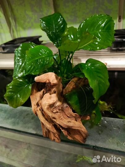 Коряга мангровая