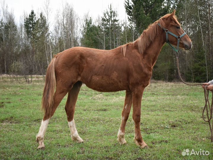 Жеребчик 2023 г.р. Орловский рысак