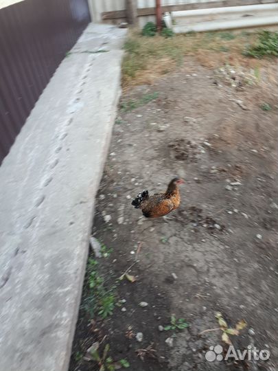 Куры бентамка