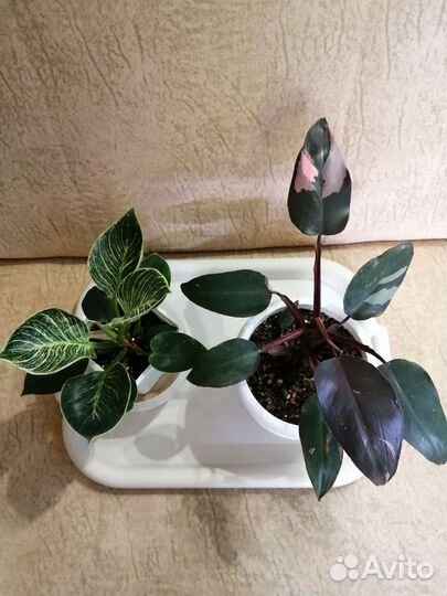 Филодендрон Биркин, розовая принцесса