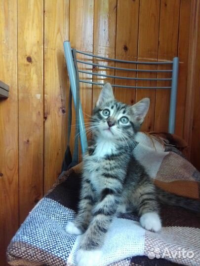 Котёнок Барсик ищет дом