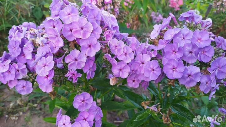 Флоксы набором