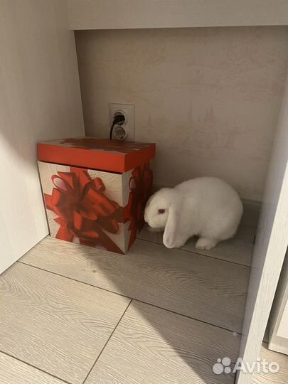 Декоративные кролики вислоухие