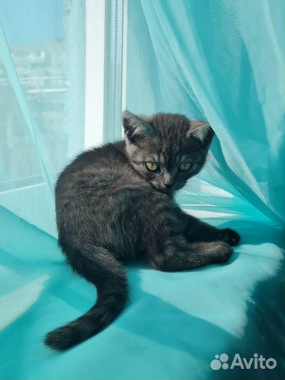 Котенок 2-2.5 месяца