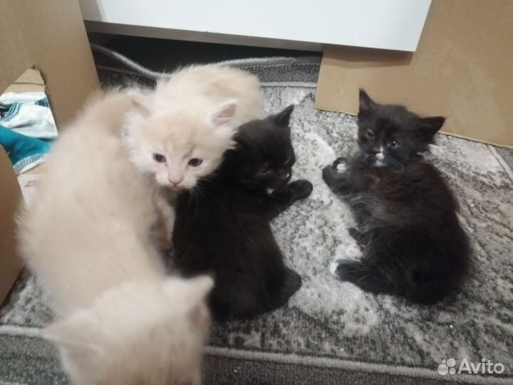 Кошка