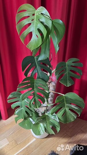 Монстера альба