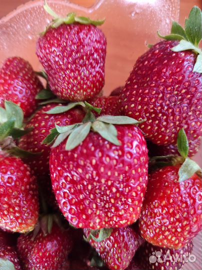 Рассада ремонтантной клубники,просто клубники