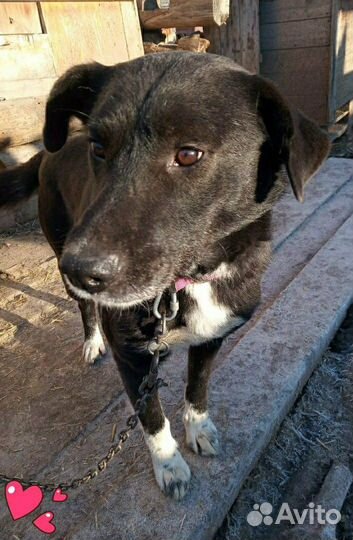 Кобель в добрые и заботливые руки