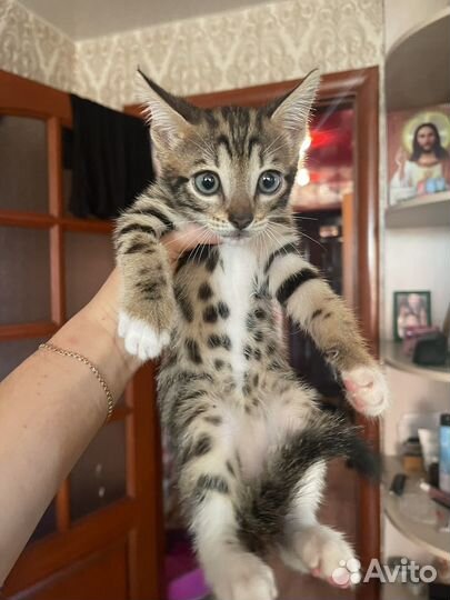 Кот