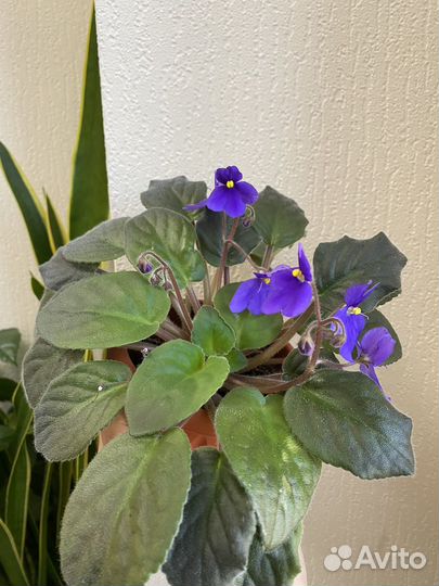 Фиалки, каланхоэ