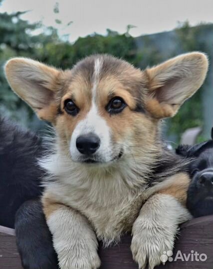 Вельш-корги