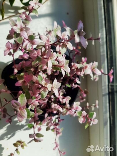 Коллизия розовая пантера