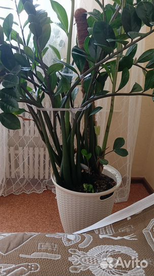 Замиокулькас