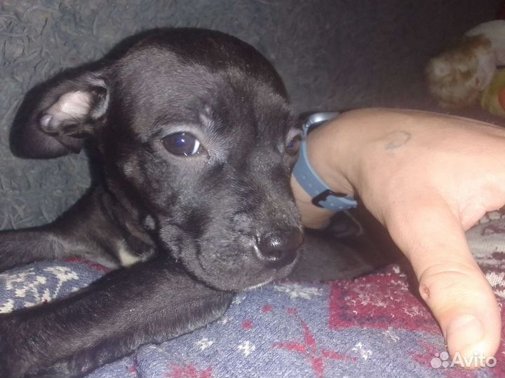 Щенки питбуля